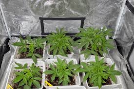 Your Complete Guide to Cannabis Seeds California