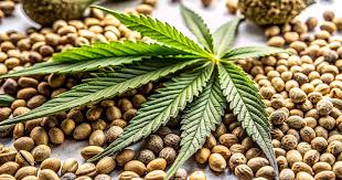Your Complete Guide to Cannabis Seeds California
