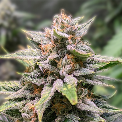 Your Complete Guide to Cannabis Seeds California