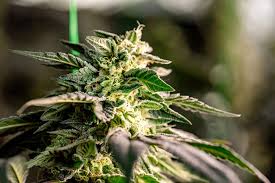Your Complete Guide to Cannabis Seeds Canada Your Complete Guide to Cannabis Seeds Canada